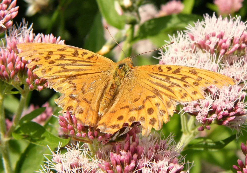 L'mage montre un papillon Tabac d espagne sur une fleur d'eupatoire. L'Eupatoire est une plante qui attire de nombreux papillons