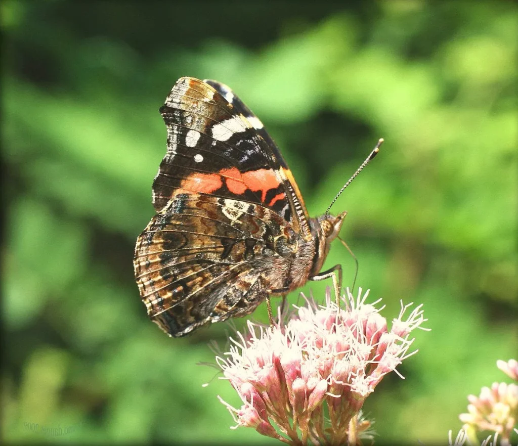 L'mage montre un papillon vulcain sur une fleur d'eupatoire. L'Eupatoire est une plante qui attire de nombreux papillons