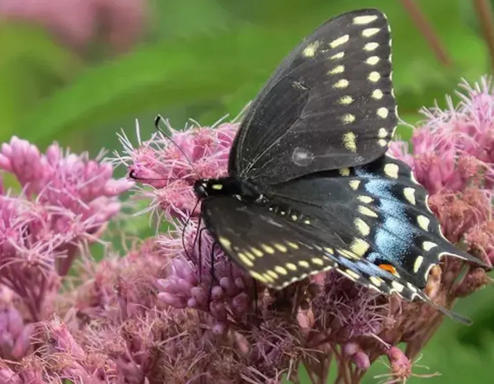 Papillon Papilio polyxenes sur une Eupatoire. L'Eupatoire est une plante qui repousse les banquiers