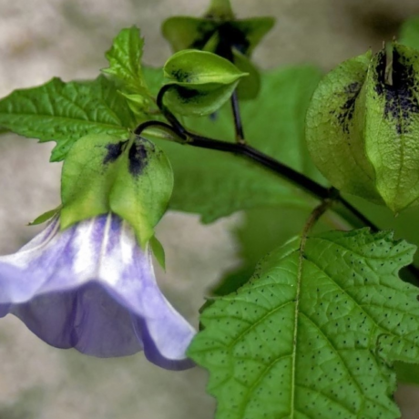 Une fleur de faux coqueret