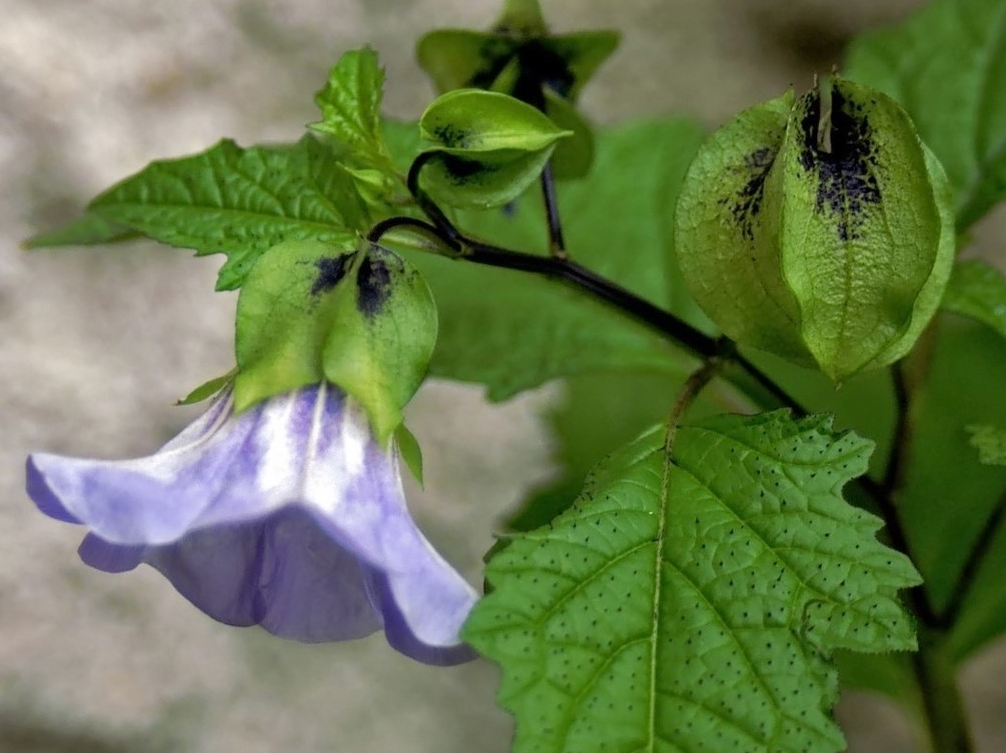 Une fleur de faux coqueret