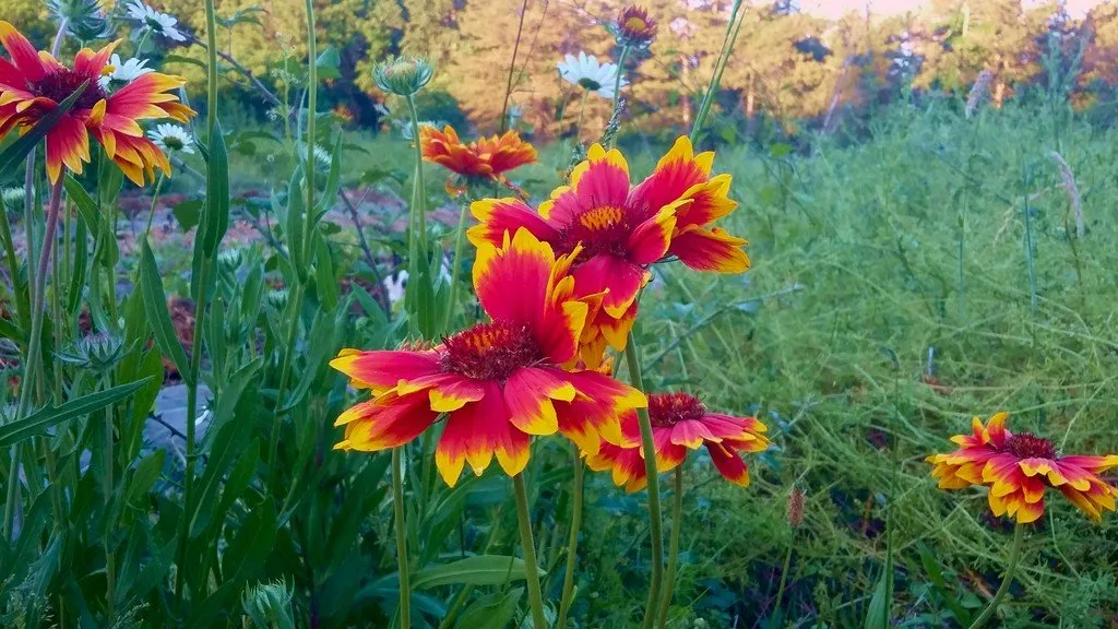 L'image montre un pied de gaillarde au millieu des herbes folles
