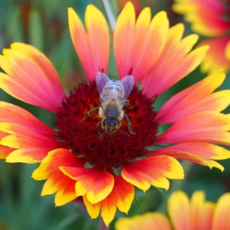L'image montre des fleurs de gaillarde