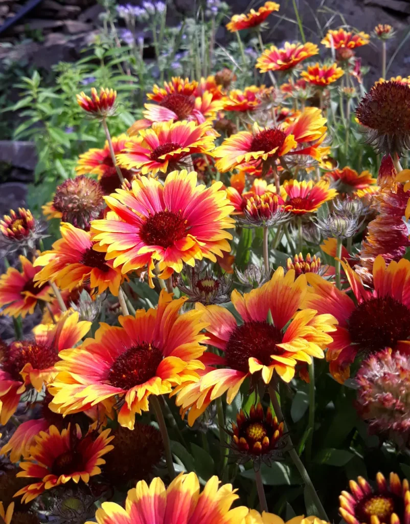 L'image montre les gaillarde dans les jardins de pensez Sauvage