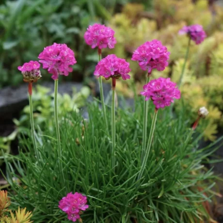 L'image montre une touffe de gazon d'Espagne avec des fleurs mauves.