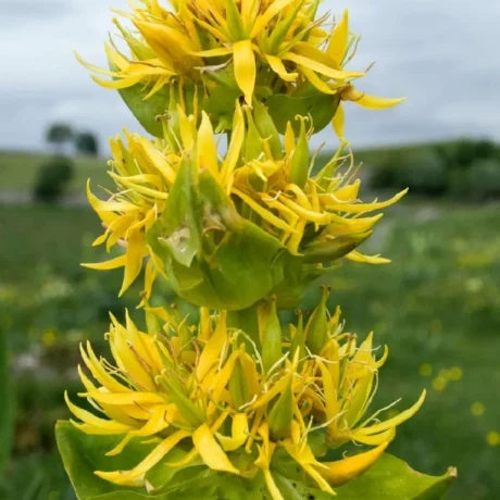 Sur cette photo nous voyons une plante de gentiane en fleur, ses fleurs sont jaunes