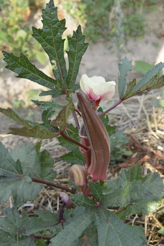 Plant de gombo dans les jardins de Pensez Sauvage