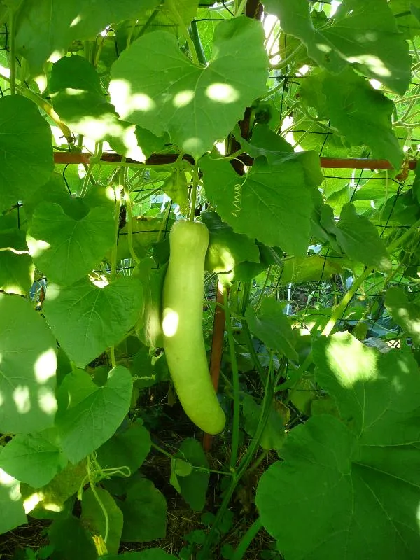 graines biologiques et reproductibles de gourde Cucuzzi