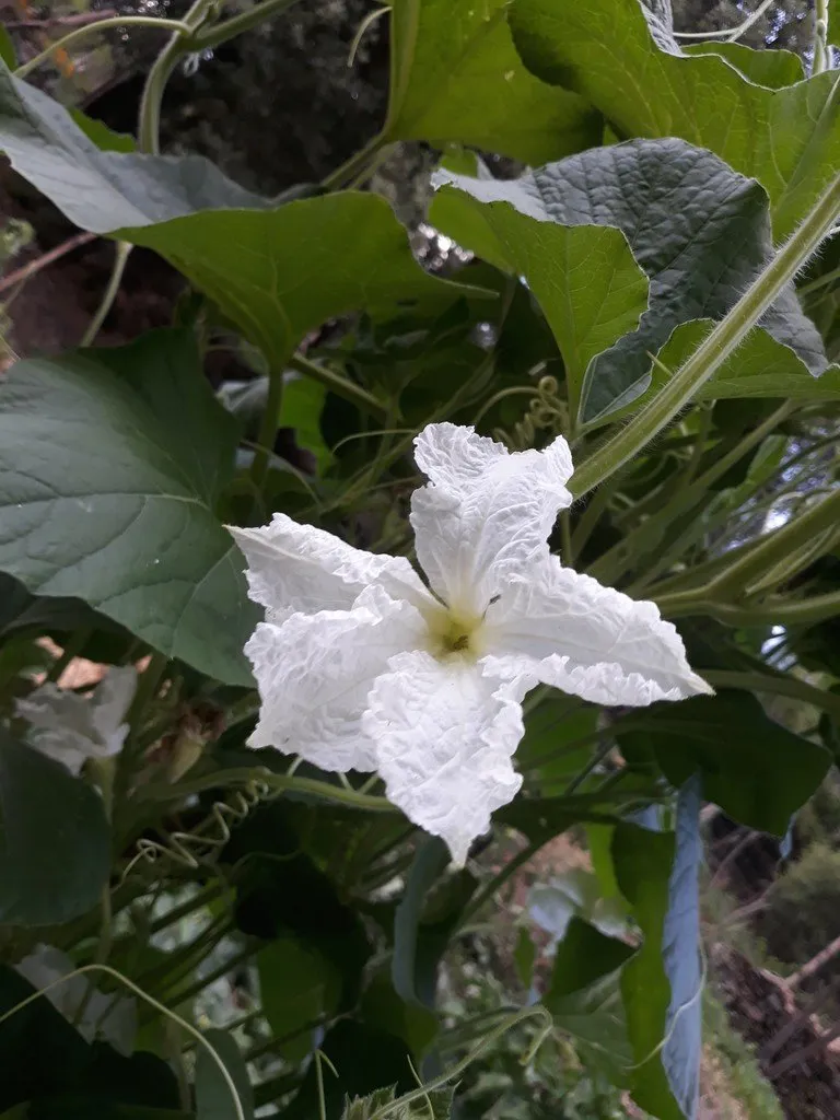 graines biologiques et reproductibles de gourde comestible
