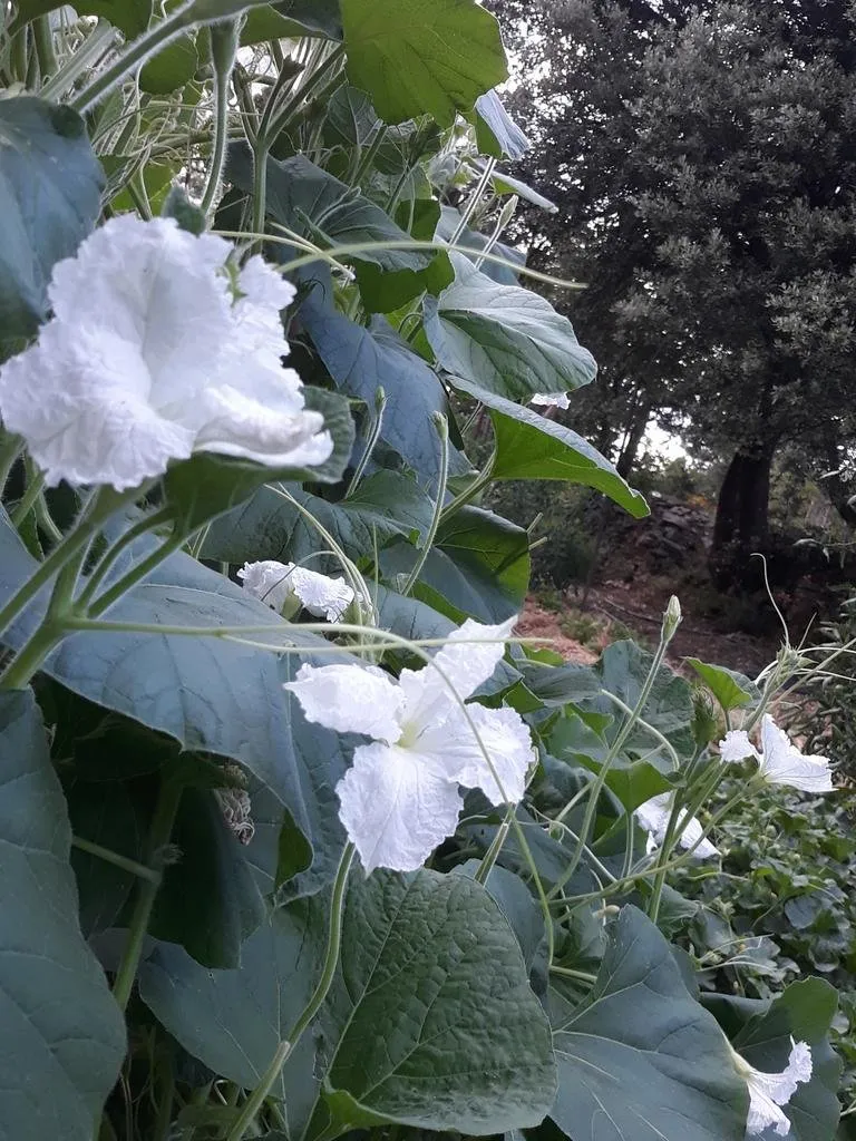 semences biologiques et reproductibles de gourde Cucuzzi