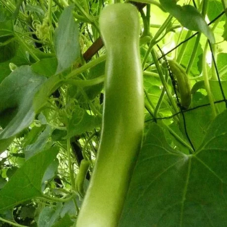 semences paysannes de gourde Cucuzzi