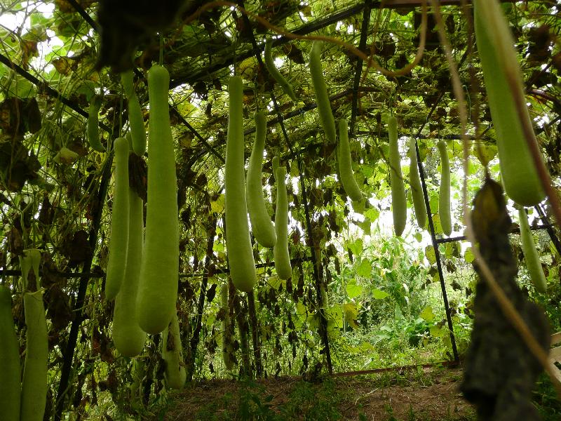graines biologiques et reproductibles de gourde Cucuzzi