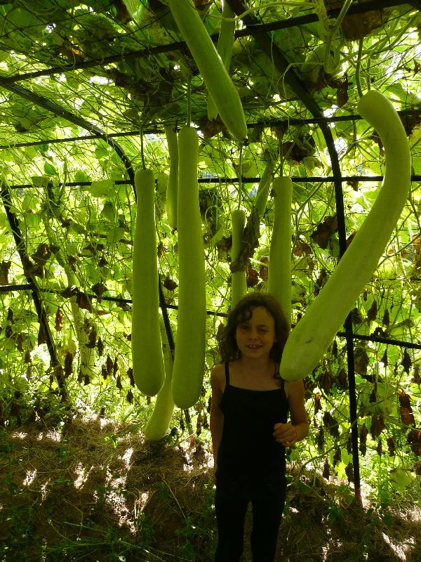 graines bio de gourde Cucuzzi