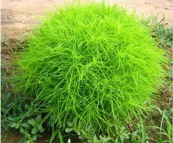 Graines biologiques reproductibles de Kochia - Pensez Sauvage