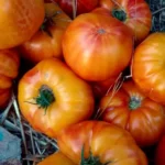 Tomate Ananas