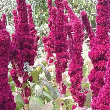 des fleurs d'amarantes tête d'éléphant