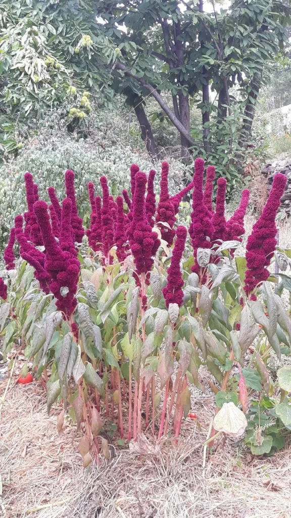 des amarante tete d'elephant au jardin