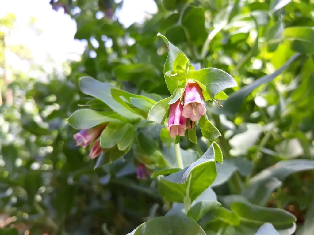 Semences biologiques et reproductibles de grand melinet