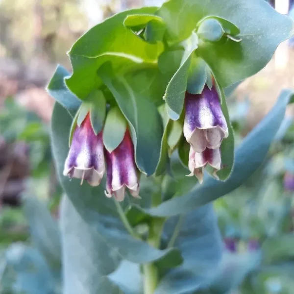 graines biologiques et reproductibles de cerinthe major