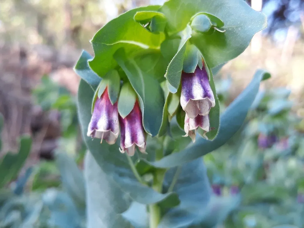graines biologiques et reproductibles de cerinthe major