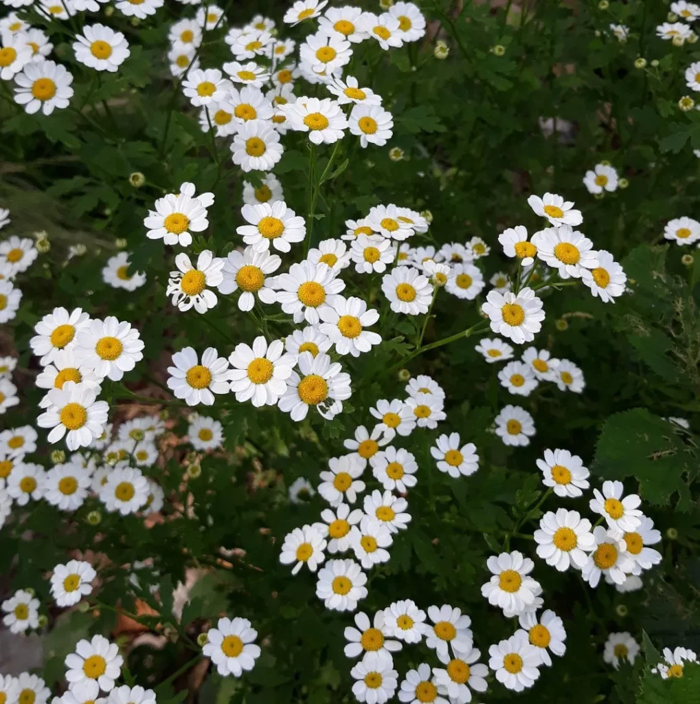 L'image montre plein de petites fleurs de grande camomille, une plante médicinale