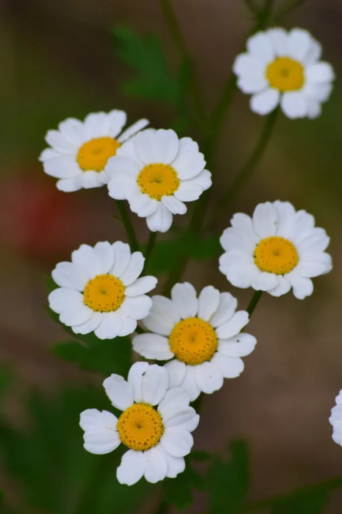 L'image montre quelques fleurs de grande camomille