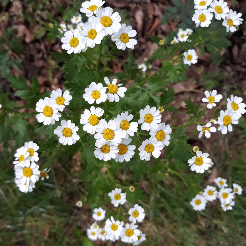 L'image montre une plante de grande camomille en vue du dessus