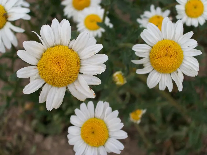 Graines biologiques reproductibles de Grande Marguerite - Pensez Sauvage