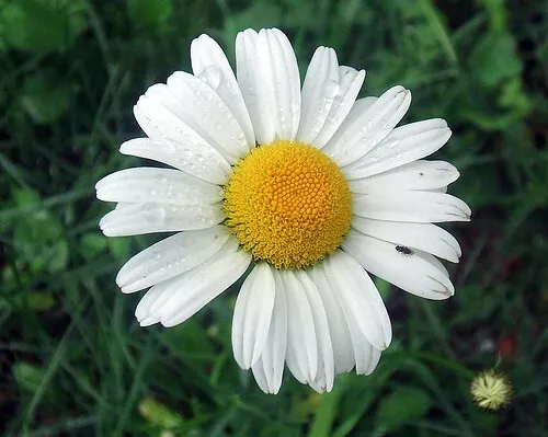 Graines biologiques reproductibles de Grande Marguerite - Pensez Sauvage