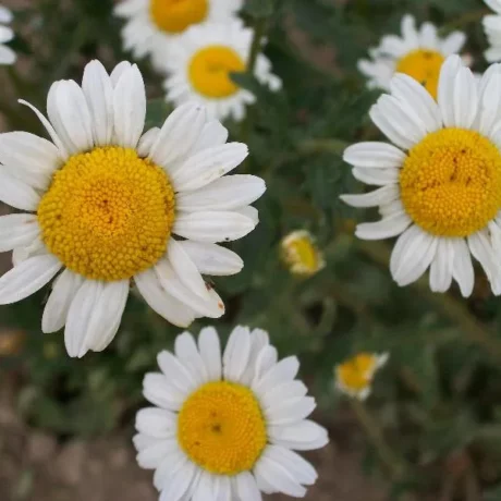Graines biologiques reproductibles de Grande Marguerite - Pensez Sauvage