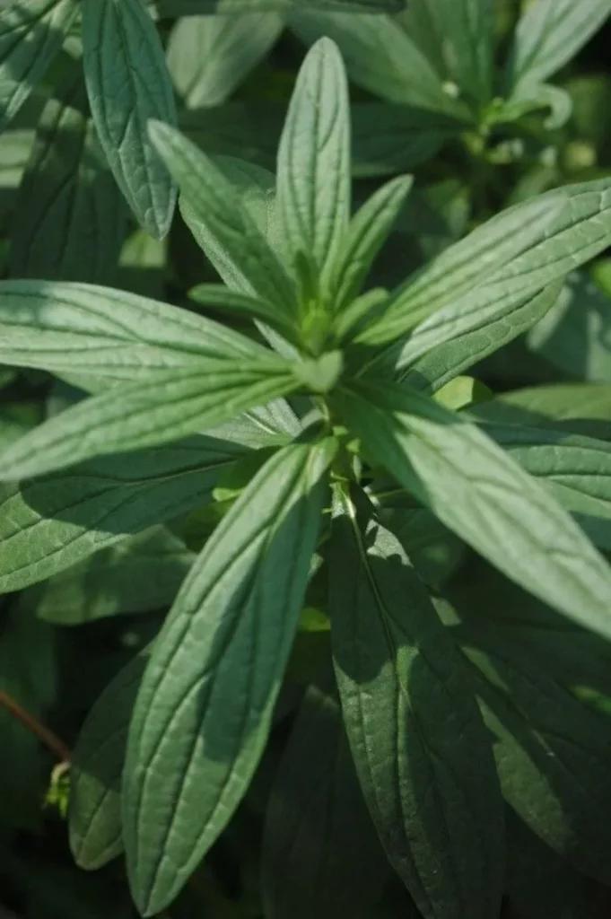 L'image montre du feuillage de gremil des teinturiers