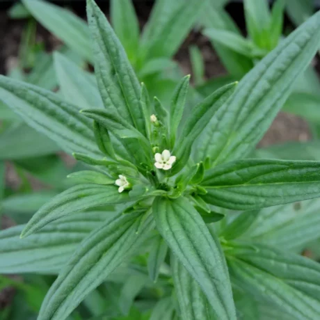 L'image montre une minuscule fleur de gremil des teinturiers