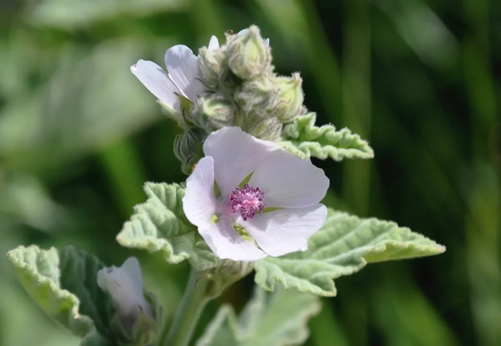 L'image montre une belle somitée florale de guimauve officinale