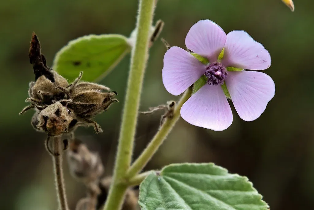 L'image montre une fleur de guimauve et un bouton floral sec de guimauve sur la même branche