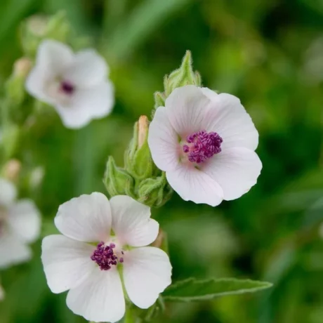 graines biologiques et reproductibles