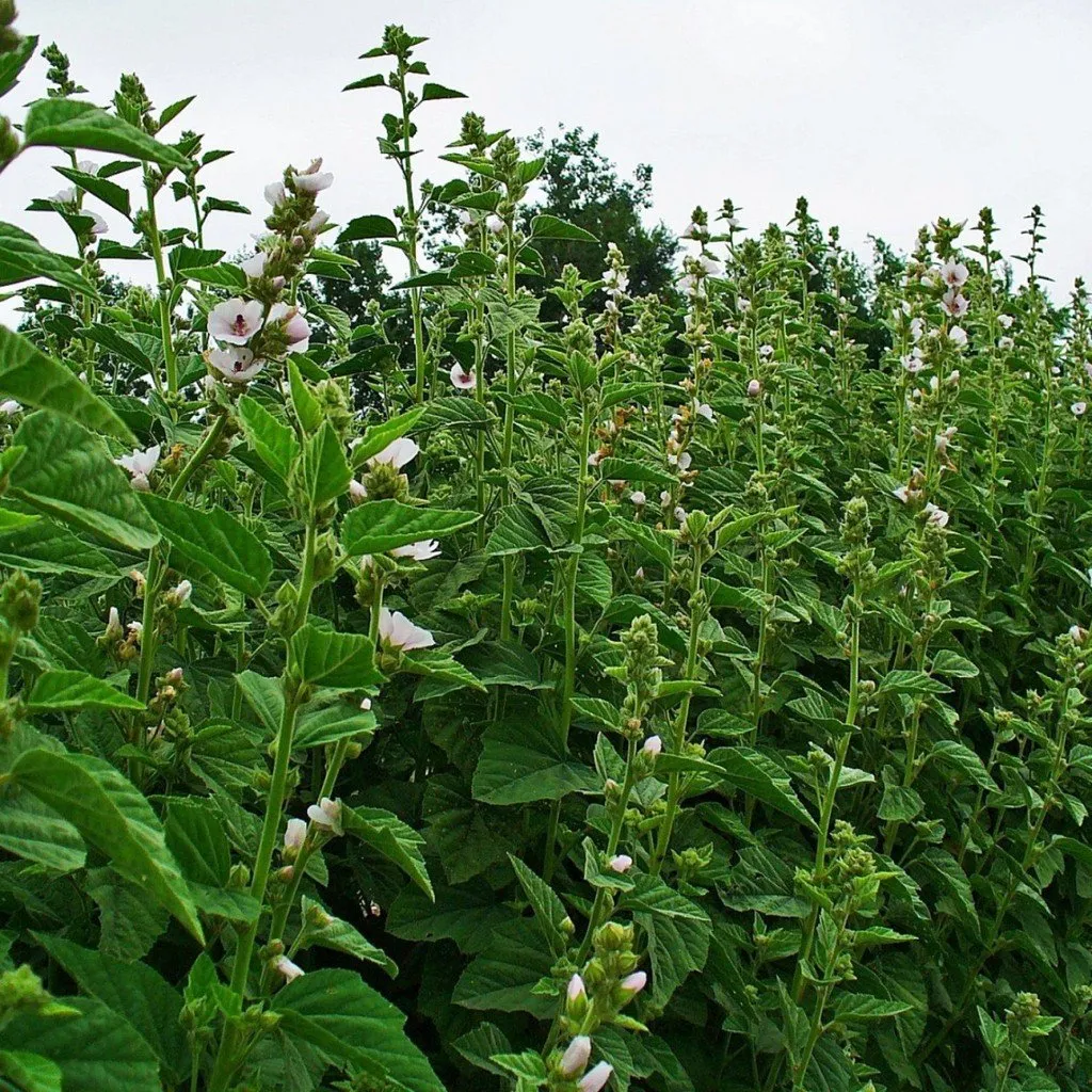 L'image montre un gros bosquet de guimauve officinale