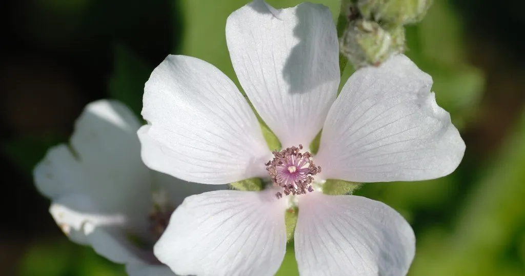 L'image montre un gros plan sur une fleur de guimauve