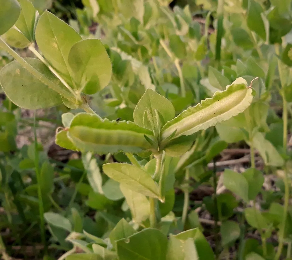 Le haricot ailé est une plante grimpante