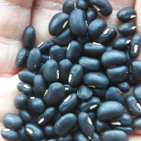 graines biologiques et reproductibles de haricot mongette de provence