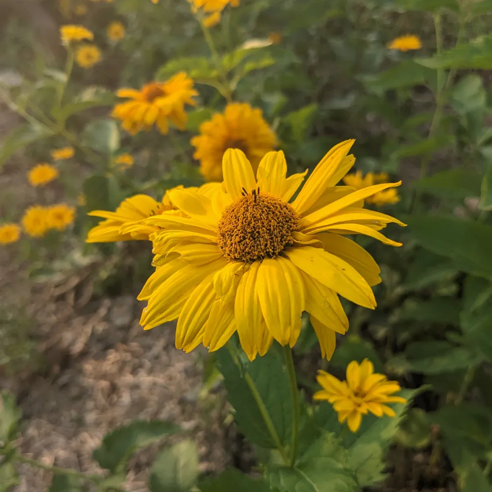 Une Helenie est présente en premier plan, en second plan nous voyons beaucoup d'autres fleurs jaunes