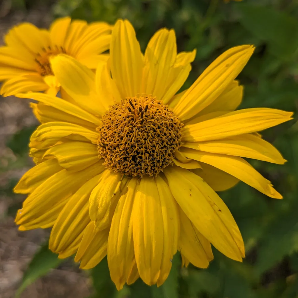 Gros plan sur une belle fleur d'helenium hoopessii, ses pétales sont jaunes pétant et son coeur est un peut plus sombre