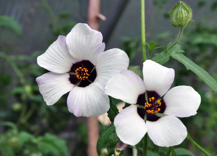 Graines biologiques reproductibles de Hibiscus Simply Love - Pensez Sauvage