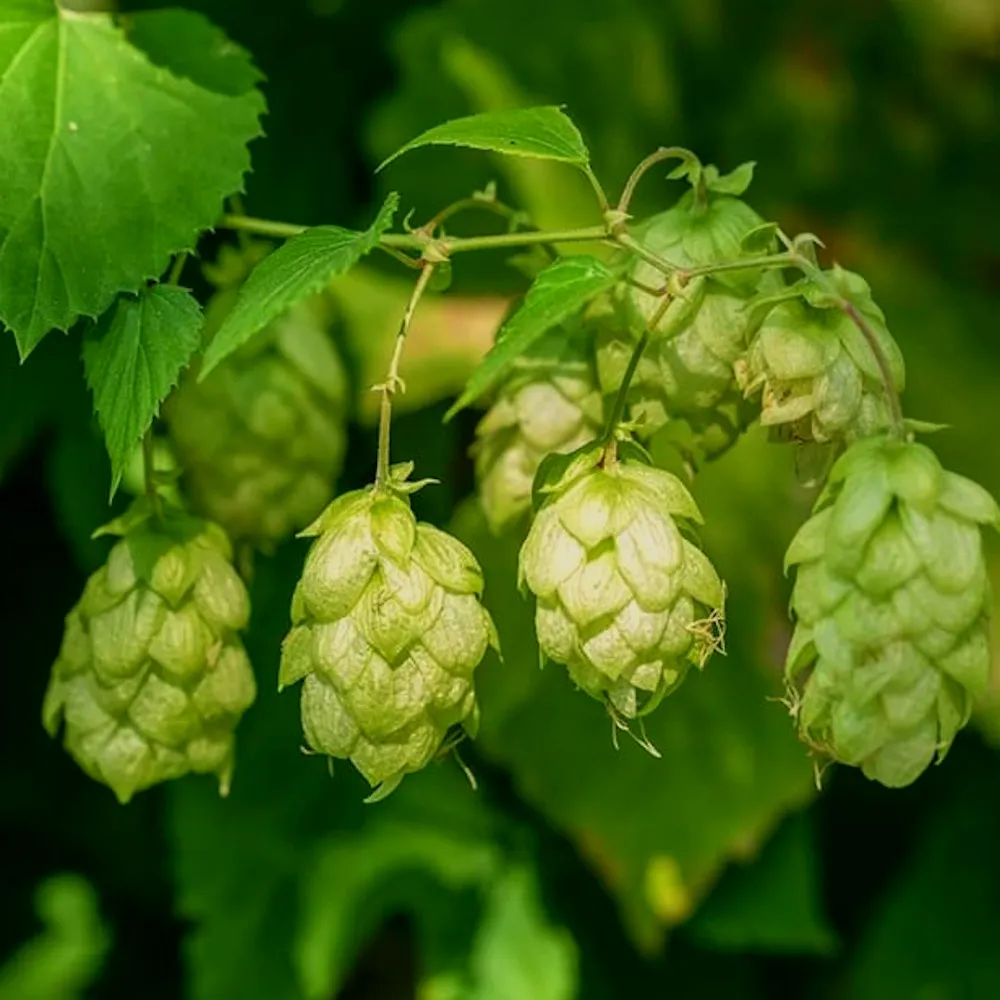 L'image montre un gros plan de cônes de houblon (Humulus lupulus) suspendus à une vigne. Les cônes de houblon sont verts et ont une apparence en couches, légèrement papyracées. Le houblon est principalement utilisé dans l'industrie brassicole pour ajouter de l'amertume, de la saveur et de l'arôme à la bière.