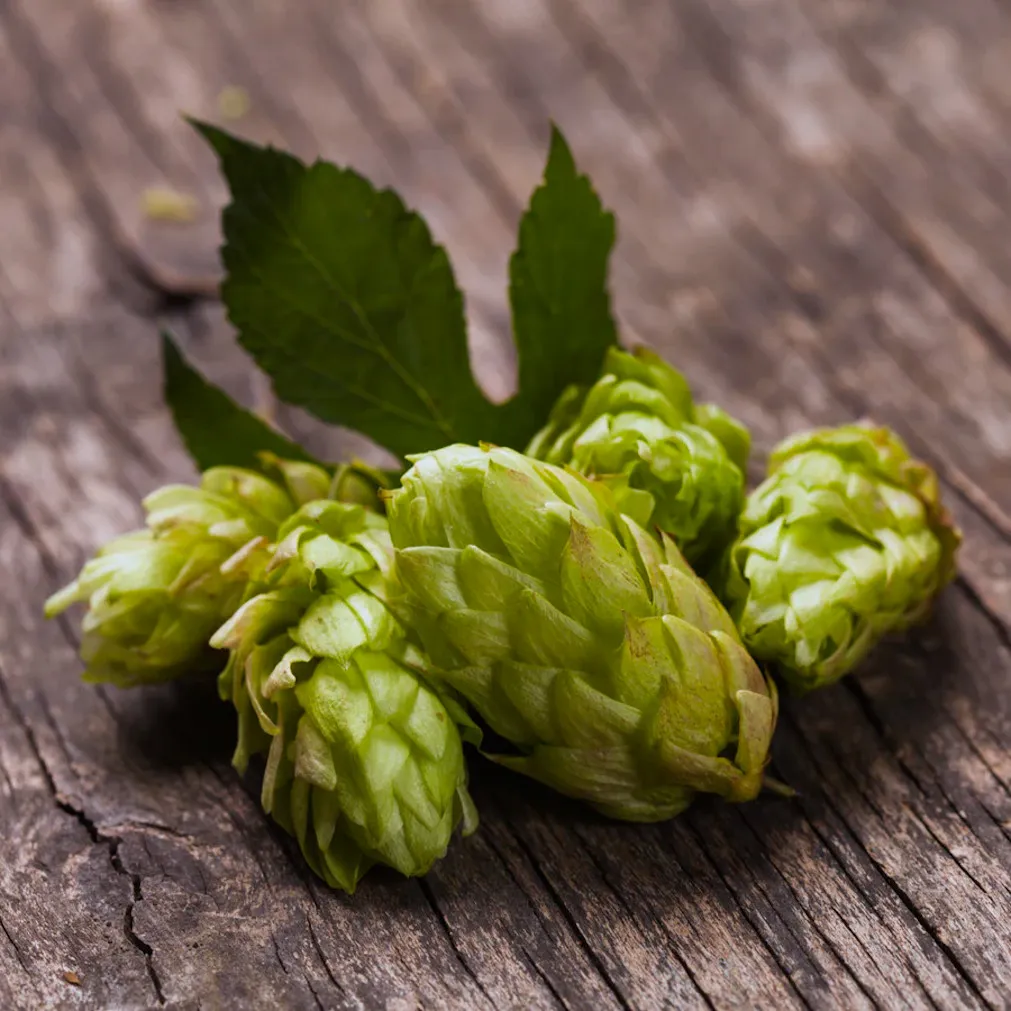 Copilot L'image montre un gros plan sur des cônes de houblon verts avec leurs feuilles, placés sur une surface en bois rustique. Les cônes de houblon sont les fleurs de la plante Humulus lupulus, et sont principalement utilisés comme agent d'amertume, de saveur et de stabilité dans la bière.