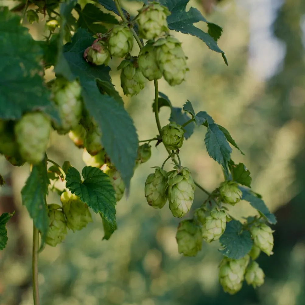 L'image montre des cônes de houblon verts suspendus à une plante. Les cônes de houblon sont entourés de feuilles vertes et semblent être en pleine croissance. Le houblon est une plante grimpante utilisée principalement dans la fabrication de la bière pour ajouter de l'amertume, de l'arôme et de la stabilité.
