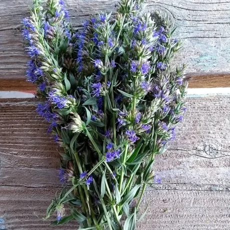 Sur cette image nous voyons un bouquet sec d'hysope sur une planche en bois grise