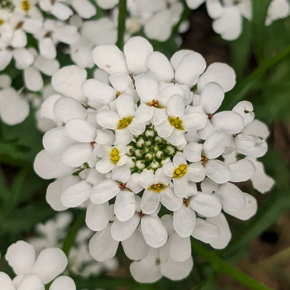 L’image montre une vue rapprochée d’une fleur d’Iberis, également connue sous le nom de corbeille d’argent. Cette plante à fleurs est caractérisée par ses grappes denses de petites fleurs blanches, chacune avec quatre pétales et un ensemble distinct de centres verts à jaunâtres qui semblent former un petit groupe secondaire au sein de la plus grande fleur. L’Iberis est souvent utilisée pour sa valeur ornementale dans les jardins et les aménagements paysagers, grâce à sa coloration blanche éclatante qui crée un contraste saisissant avec le feuillage vert.