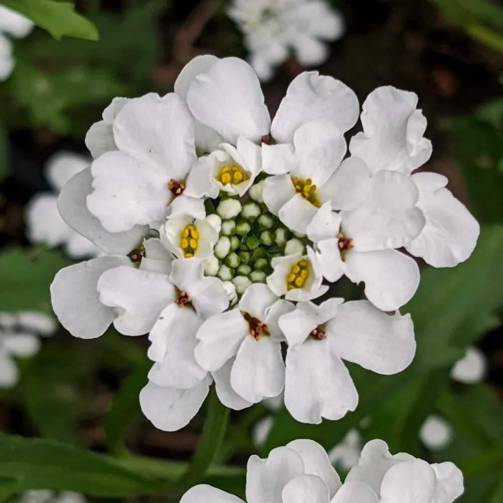 L’image montre un gros plan d’une fleur blanche avec plusieurs pétales disposés en cercle autour d’un groupe central de bourgeons verts et jaunes. La fleur a une forme symétrique, et les pétales ont des extrémités arrondies. L’arrière-plan est flou avec des touches de vert, suggérant un feuillage. Cette image est intéressante en raison de la vue détaillée de la structure de la fleur, mettant en valeur la beauté naturelle et la complexité de sa forme.