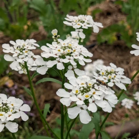L’image montre un groupe de fleurs blanches avec un feuillage vert en arrière-plan. Les fleurs ont de nombreux petits pétales et sont regroupées en grappes, chacune partant d’un point central, ce qui leur donne une symétrie radiale intéressante, courante chez de nombreuses plantes à fleurs.