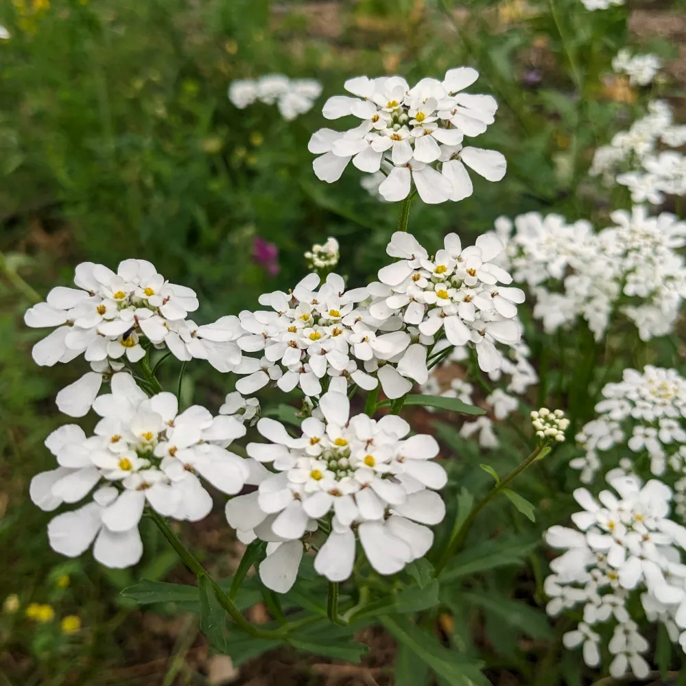 L’image montre une fleur d’Iberis amara, également connue sous le nom de corbeille d’argent amère ou ibéris amer. Cette plante est caractérisée par ses grappes denses de petites fleurs blanches, chacune avec quatre pétales et un centre distinct de couleur verte à jaunâtre. Les fleurs sont disposées de manière symétrique, rayonnant à partir du centre, ce qui leur donne une apparence délicate et ornée.